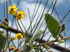 Hermannia transvaalensis