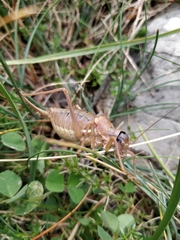 Ephippiger terrestris