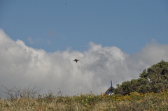 Phalacrocorax varius varius