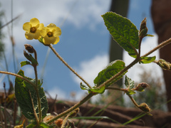 Hermannia transvaalensis