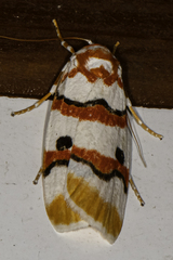 Cyana perornata