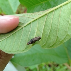 Agrilini