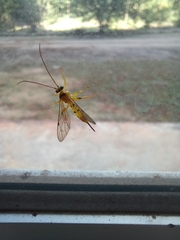 Xanthopimpla rhopaloceros