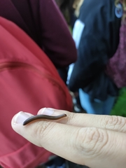 Dolichoiulus dendromystax