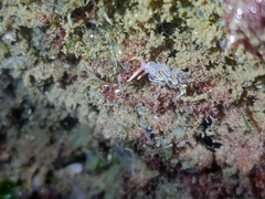 Phidiana militaris