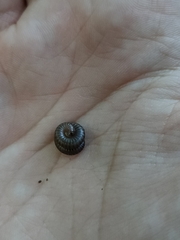 Dolichoiulus dendromystax