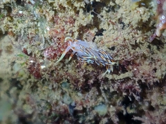 Phidiana militaris