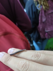 Dolichoiulus dendromystax