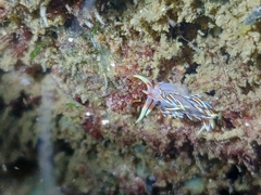Phidiana militaris