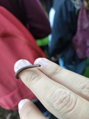 Dolichoiulus dendromystax