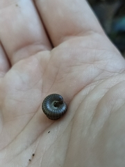 Dolichoiulus dendromystax