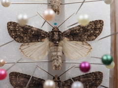 Acronicta carbonaria