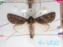 Acronicta carbonaria