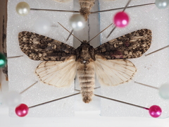 Acronicta carbonaria