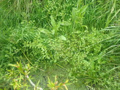 Nasturtium microphyllum