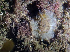 Carminodoris