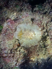 Carminodoris