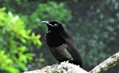 Ptiloris victoriae