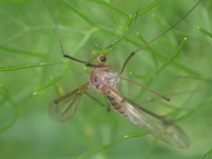 Tipulidae