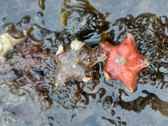 Aquilonastra