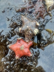 Aquilonastra