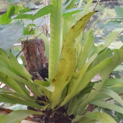 Microsorum punctatum