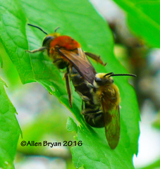 Colletes thoracicus