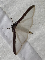 Cydalima laticostalis