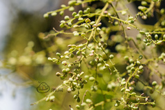 Rhus javanica