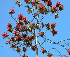 Triplaris americana