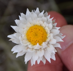 Leucochrysum albicans