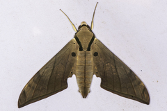 Ambulyx substrigilis