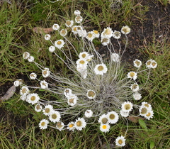 Leucochrysum albicans