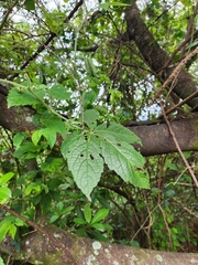 Cyphostemma buchananii