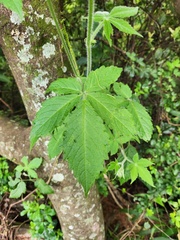 Cyphostemma buchananii