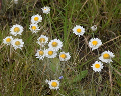 Leucochrysum albicans