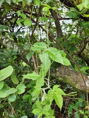 Cyphostemma buchananii