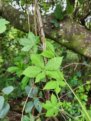 Cyphostemma buchananii