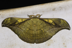Antheraea rosieri