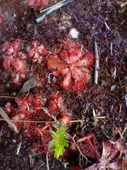 Drosera aliciae