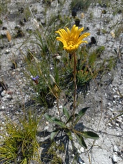 Berkheya herbacea