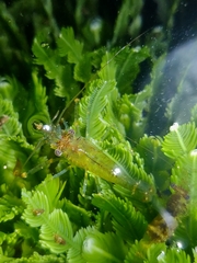Palaemon serenus