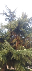 Cedrus libani
