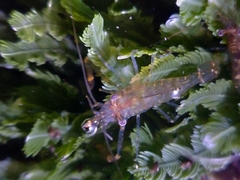 Palaemon serenus