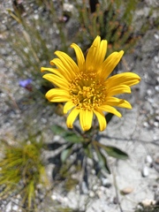 Berkheya herbacea