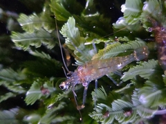 Palaemon serenus