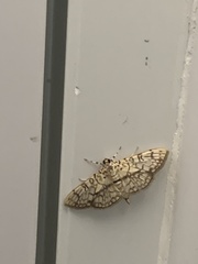 Haritalodes