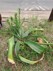 Crinum stuhlmannii delagoense