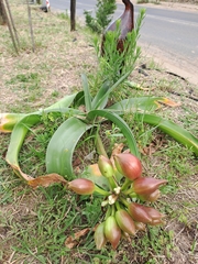 Crinum stuhlmannii delagoense