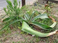 Crinum stuhlmannii delagoense